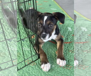 Jack Russell Terrier Dogs for adoption in GILBERTS, IL, USA