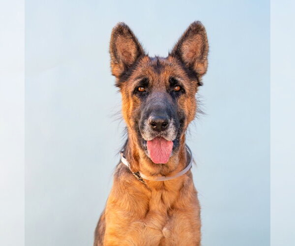 Medium Photo #1 German Shepherd Dog Puppy For Sale in Pasadena, CA, USA