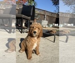 Small #4 Goldendoodle