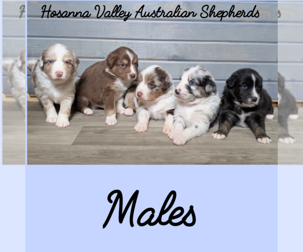 Medium Photo #3 Australian Shepherd Puppy For Sale in HOHENWALD, TN, USA