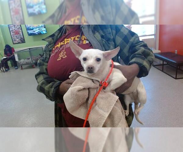 Medium Photo #1 Chihuahua-Unknown Mix Puppy For Sale in Louisville, KY, USA