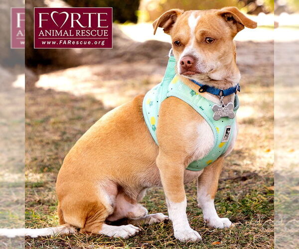 Medium Photo #3 Chihuahua-Unknown Mix Puppy For Sale in Marina del Rey, CA, USA