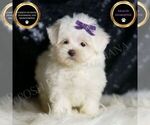 Puppy Mila Maltese
