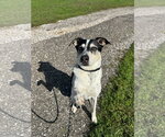 Jack (Bonded with Hunter) - Male Mutt Dog for Adoption - Small photo