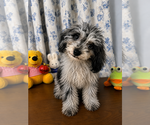 Small #4 Cavapoo (Miniature)