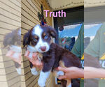 Puppy Truth Miniature Australian Shepherd