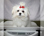 Small #4 Maltese