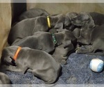 Small Photo #26 Great Dane Puppy For Sale in OGDEN, UT, USA