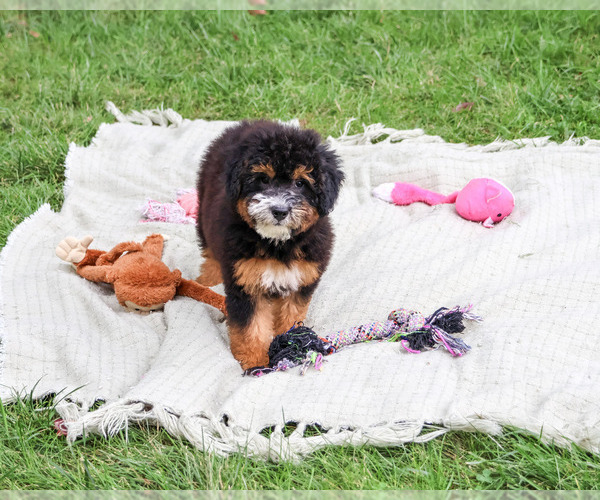 Medium Photo #4 Bernedoodle (Miniature)-Saint Berdoodle Mix Puppy For Sale in SYRACUSE, IN, USA