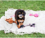 Willow - Female Bernedoodle (Miniature)-Saint Berdoodle Mix Puppy for Sale - Photo #4