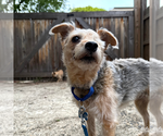 Small #3 Mutt