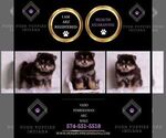 Small Photo #105 Pomeranian Puppy For Sale in WARSAW, IN, USA