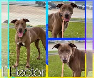 Unknown-Weimaraner Mix Dogs for adoption in Pearland, TX, USA