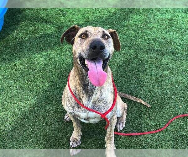Medium Photo #2 American Pit Bull Terrier-Labrador Retriever Mix Puppy For Sale in Orange, CA, USA