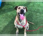 Small #1 American Pit Bull Terrier-Labrador Retriever Mix