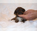 Small Photo #9 Poodle (Toy)-YorkiePoo Mix Puppy For Sale in DYERSBURG, TN, USA