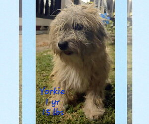 Shih Tzu-Unknown Mix Dogs for adoption in Virginia Beach, VA, USA