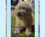 Small Shih Tzu Mix