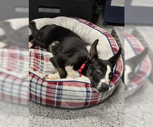 Huskies -Unknown Mix Dogs for adoption in Warrenton, VA, USA