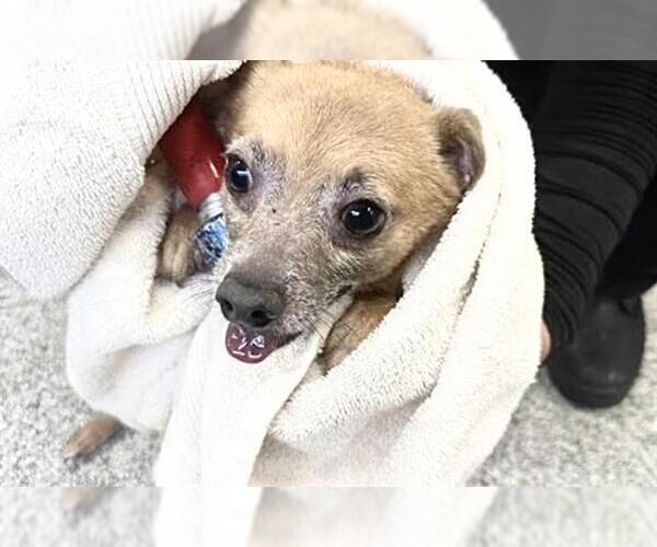 Medium Photo #1 Chihuahua-Unknown Mix Puppy For Sale in Houston, TX, USA