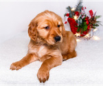 Puppy Freda Golden Retriever