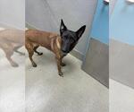 *JAVA CHIP - Female German Shepherd Dog-Unknown Mix Dog for Adoption - Small photo