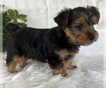 Small #5 Yorkshire Terrier