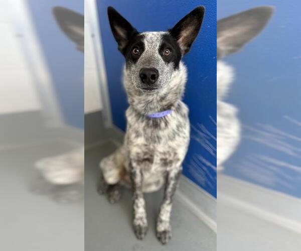 Medium Photo #1 Texas Heeler-Unknown Mix Puppy For Sale in Visalia, CA, USA