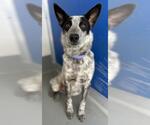Small Texas Heeler Mix