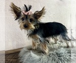 Small #5 Yorkshire Terrier