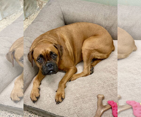 Medium Photo #1 Boxer Puppy For Sale in Dumont, NJ, USA