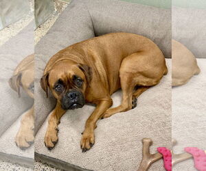 Boxer Dogs for adoption in Dumont, NJ, USA