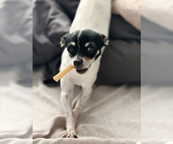 Medium Photo #9 Chihuahua Puppy For Sale in Oak Bluffs, MA, USA