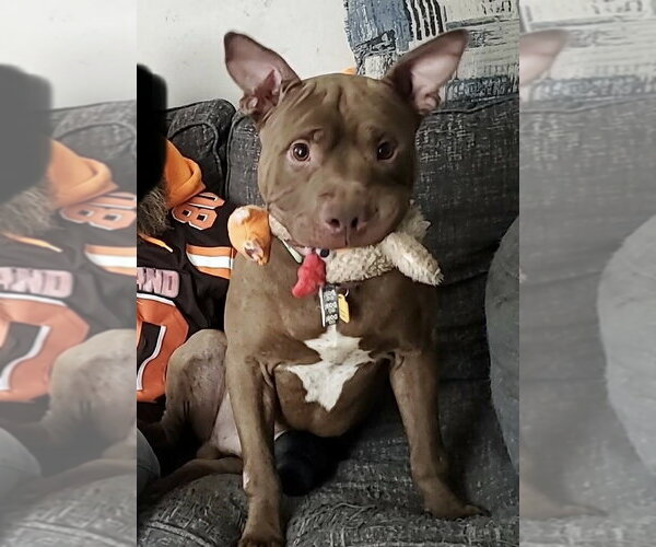 Medium Photo #15 Mutt Puppy For Sale in Strongsville, OH, USA