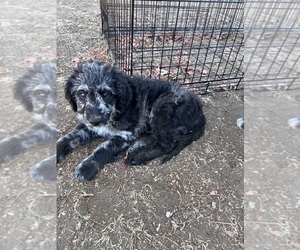 Labradoodle Dog for Adoption in COLCHESTER, Connecticut USA