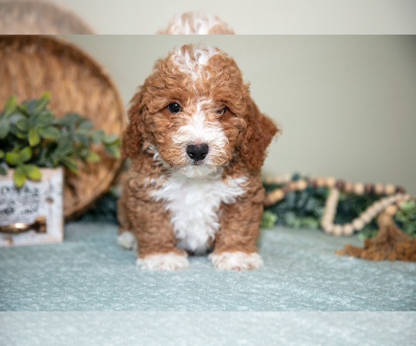 Medium Photo #19 Cavapoo Puppy For Sale in DUNDEE, OH, USA