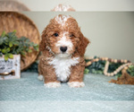 Small Photo #19 Cavapoo Puppy For Sale in DUNDEE, OH, USA