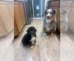 Image preview for Ad Listing. Nickname: BEAR