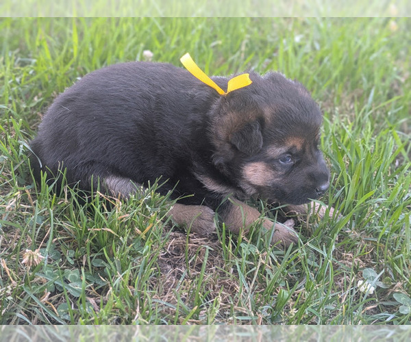 Medium Photo #5 German Shepherd Dog Puppy For Sale in OAK GROVE, OR, USA