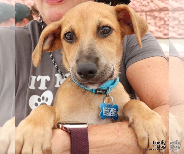 Medium Photo #4 Dachshund-Unknown Mix Puppy For Sale in Washington, DC, USA