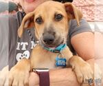 Small #3 Dachshund Mix