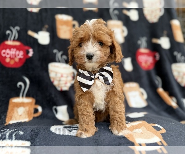 Medium Photo #7 Cavapoo (Miniature) Puppy For Sale in LAKELAND, FL, USA