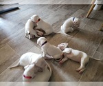 Small Photo #26 Dogo Argentino Puppy For Sale in RYAN, OK, USA
