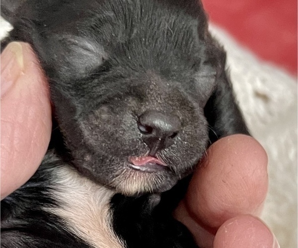 Medium Photo #7 ShihPoo Puppy For Sale in CLARE, MI, USA