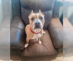 Small Photo #4 American Pit Bull Terrier-Unknown Mix Puppy For Sale in Brewster, NY, USA