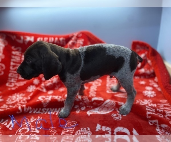 Medium Photo #3 German Shorthaired Pointer Puppy For Sale in FRONT ROYAL, VA, USA
