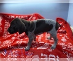 Small Photo #3 German Shorthaired Pointer Puppy For Sale in FRONT ROYAL, VA, USA