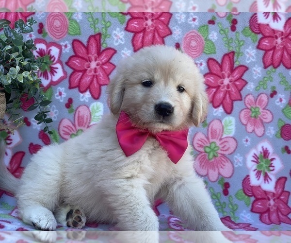 Medium Photo #4 Golden Retriever-Maremma Sheepdog Mix Puppy For Sale in LANCASTER, PA, USA