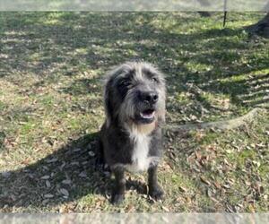 - Mix Dogs for adoption in Texas City, TX, USA