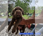 Small #4 Sheprador